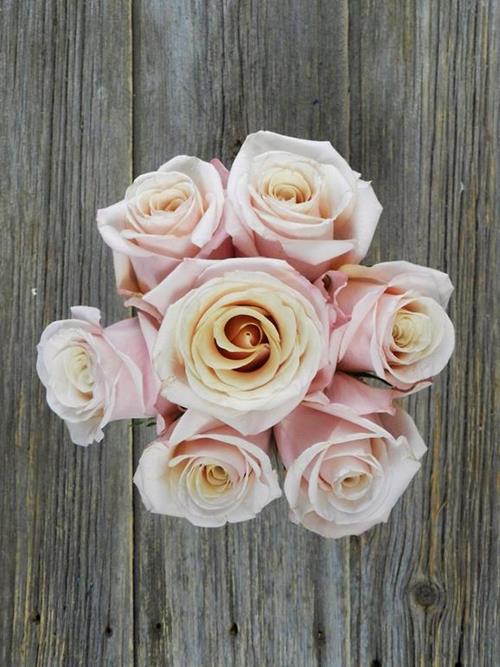 MOTHER OF PEARL  BI-COLOR CREAM/PINK ROSES